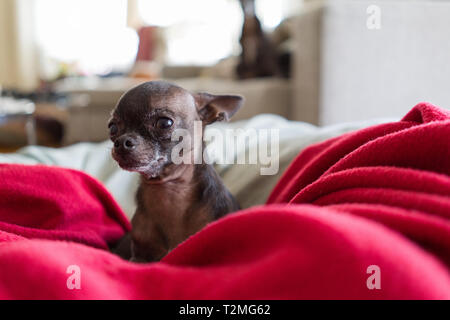 Beau et mignon petit chihuahua couchée sur des couvertures Banque D'Images