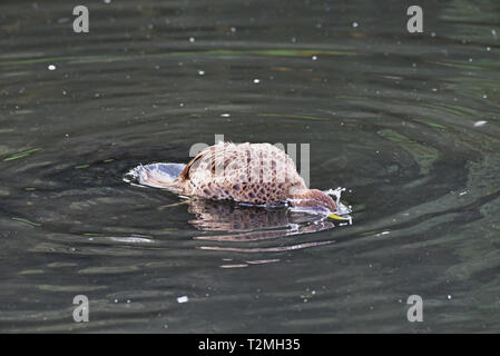 Géorgie du Sud un Canard pilet (Anas georgica g), une sous-espèce du canard à bec jaune, le bain sur un lac dans le sud-ouest de l'Angleterre Banque D'Images