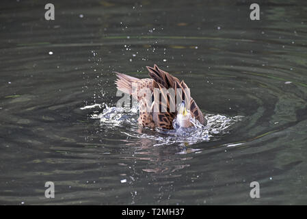 Géorgie du Sud un Canard pilet (Anas georgica g), une sous-espèce du canard à bec jaune, le bain sur un lac dans le sud-ouest de l'Angleterre Banque D'Images