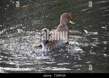 Géorgie du Sud un Canard pilet (Anas georgica g), une sous-espèce du canard à bec jaune, le bain sur un lac dans le sud-ouest de l'Angleterre Banque D'Images