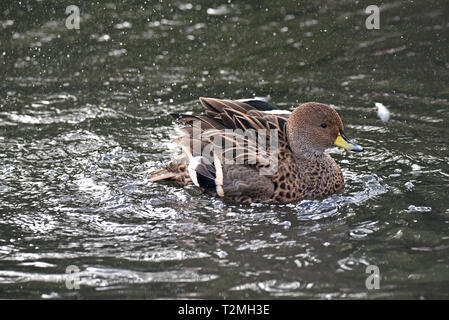 Géorgie du Sud un Canard pilet (Anas georgica g), une sous-espèce du canard à bec jaune, le bain sur un lac dans le sud-ouest de l'Angleterre Banque D'Images