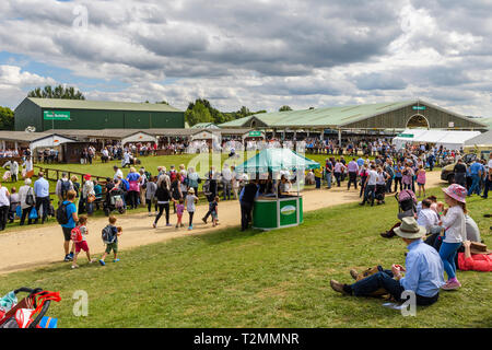 Jour de grande foule de personnes par showrings & sun, assis dans l'observation permanente des porcs dans la concurrence - Great Yorkshire Show, Harrogate, England, UK. Banque D'Images