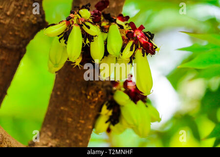 Bilimbi est un fruit de l'arbre de roulement, c'est un parent carambole Banque D'Images