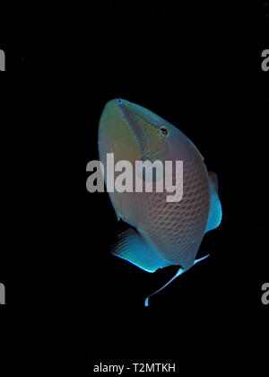 Redtooth triggerfish (Odonus niger) prenant en Mer Rouge, Egypte Banque D'Images