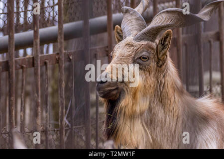Image d'un animal, la chèvre de montagne avec de belles cornes dans un zoo portrait Banque D'Images