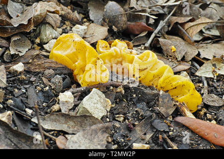 Oreilles d'or, champignon Tremella aurantia Banque D'Images