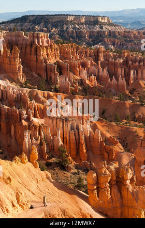 Beaucoup de spires, appelé aussi hoodos, sculpté à l'écart par l'érosion dans la région de Bryce Canyon National Park, Utah, USA, l'éclat rouge et d'orange au lever du soleil. Le plus grand un Banque D'Images