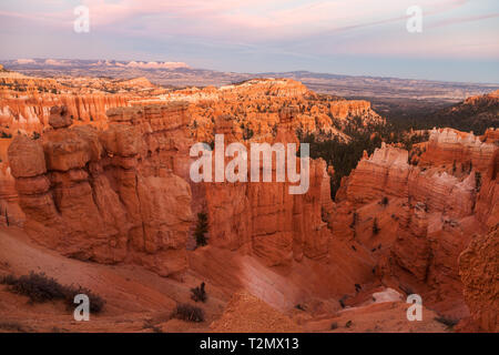 Beaucoup de spires, appelé aussi hoodos, sculpté à l'écart par l'érosion dans la région de Bryce Canyon National Park, Utah, USA, de l'éclat dans les couleurs d'or au coucher du soleil. Le plus grand un Banque D'Images