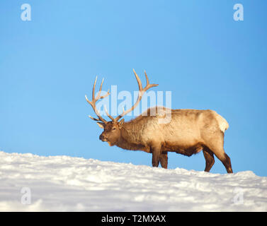 Wapiti dans le Parc National de Yellowstone à la fin de l'hiver / début du printemps, lorsqu'il y a encore de la neige et avant l'Elk verse son panache Banque D'Images