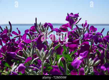 Campanula portenschlagiana vivid purple flowers en face de la mer et du ciel bleu. Nature et floral background avec chambre pour copy space Banque D'Images