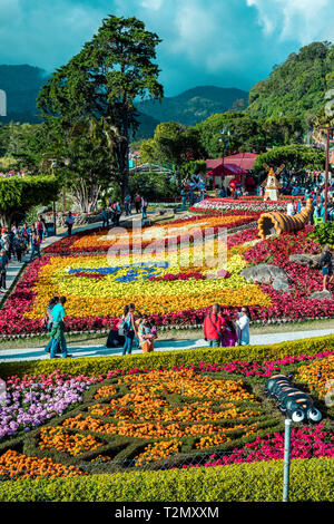 Boquete Chiriqui Panama Fleur et juste café Banque D'Images