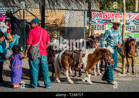 Les poneys au Boquete Chiriqui Panama Fleur et juste café Banque D'Images