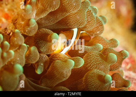 Un anémonefish de clarks, Amphiprion clarkii, se cache dans une anémone de mer de tentacule bulbe Banque D'Images