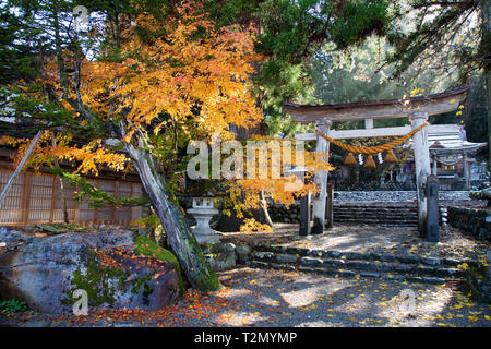 Les feux du soleil un arbre plein de couleurs d'automne au torii du Sanctuaire Shinto Hachiman, Shirakawa-go. La fonte des neiges peut être vu au-dessus du torii. Banque D'Images