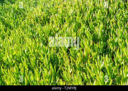 Carpobrotus edulis comme une carpetin croissante. Natural Background Banque D'Images