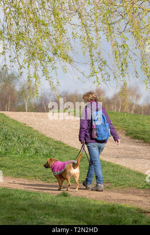 Kidderminster, UK. 3 avril, 2019. Météo France : il y a un démarrage à froid de la journée avec des températures atteignant à peine 6 degrés. Soleil clair est éclater entre les nuages comme les randonneurs de tous types robe pour le temps froid. Les deux chien et propriétaire portent leurs brillantes, manteaux d'hiver. Credit : Lee Hudson/Alamy Live News Banque D'Images