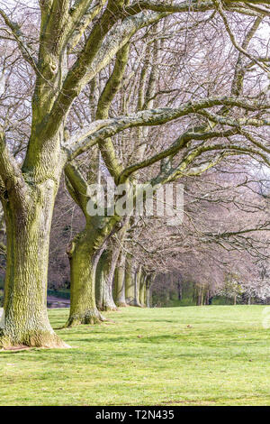 Northampton. 3 avril 2019. Météo France : Abington Park. En fin de matinée, soleil qui brille sur le tronc des arbres avec fleur de cerisier près du Spinny, météo Prévisions de Thunder et l'éclairage plus tard cet après-midi : Crédit Keith J Smith./Alamy Live News Banque D'Images