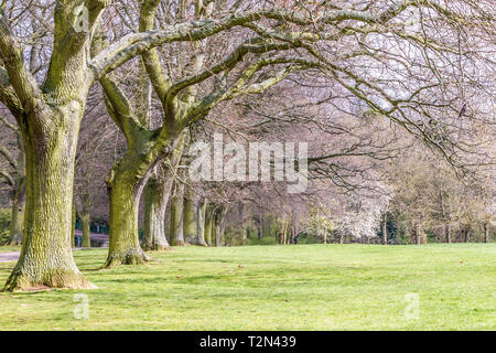 Northampton. 3 avril 2019. Météo France : Abington Park. En fin de matinée, soleil qui brille sur le tronc des arbres avec fleur de cerisier près du Spinny, météo Prévisions de Thunder et l'éclairage plus tard cet après-midi : Crédit Keith J Smith./Alamy Live News Banque D'Images