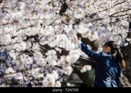 Iwakura, Aichi, Japon. 3ème apr 2019. Un étudiant vu prendre des photos des cerisiers en fleurs au cours de la fête des fleurs de cerisier Iwakura une surbrillance de arch créé par environ 1 400 cerisiers qui ont été plantés le long des deux rives de la rivière Gojo où il s'écoule à travers la ville. Iwakura Credit : Takahiro Yoshida SOPA/Images/ZUMA/Alamy Fil Live News Banque D'Images