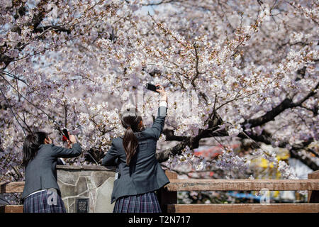 Iwakura, Aichi, Japon. 3ème apr 2019. Les élèves vu prendre photo de cerisiers en fleurs au cours de la fête des fleurs de cerisier Iwakura une surbrillance de arch créé par environ 1 400 cerisiers qui ont été plantés le long des deux rives de la rivière Gojo où il s'écoule à travers la ville. Iwakura Credit : Takahiro Yoshida SOPA/Images/ZUMA/Alamy Fil Live News Banque D'Images