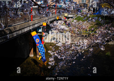 Iwakura, Aichi, Japon. 3ème apr 2019. Un streamer carpe vu pendant le festival des cerisiers en fleur Iwakura une surbrillance de arch créé par environ 1 400 cerisiers qui ont été plantés le long des deux rives de la rivière Gojo où il s'écoule à travers la ville. Iwakura Credit : Takahiro Yoshida SOPA/Images/ZUMA/Alamy Fil Live News Banque D'Images