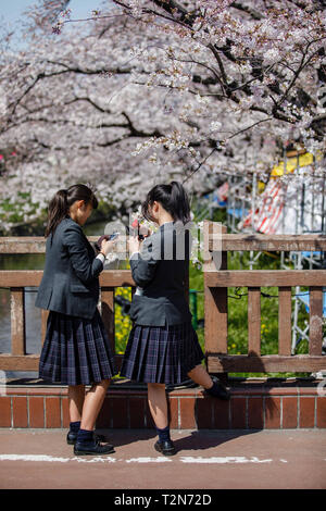 Iwakura, Aichi, Japon. 3ème apr 2019. Vu les étudiants bénéficiant pendant le festival des cerisiers en fleur Iwakura une surbrillance de arch créé par environ 1 400 cerisiers qui ont été plantés le long des deux rives de la rivière Gojo où il s'écoule à travers la ville. Iwakura Credit : Takahiro Yoshida SOPA/Images/ZUMA/Alamy Fil Live News Banque D'Images