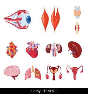 Muscle dorsal,oeil,os,sang,coeur,rein,,cerveau,poumon,oeil,urinaire,,organes moelle,plasma,tendon cardiologie,esprit,,trachée,system,tissu,cornée,os,ligament,cell,haricots,cardiovasculaire,renseignement,,pulmonaire,Anatomie interne d'organes,médical,des,santé,biologie,scientifique,recherche,,laboratoire,set,icône,,illustration,collection,isolé,design,graphisme,élément signe,caricature,couleur,vecteurs vecteur , Illustration de Vecteur