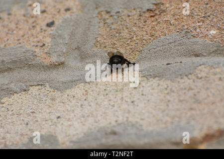 Hairy femelle putois (Anthophora plumipes abeille fleur) entrer dans un nid dans le mortier entre les briques dans le mur d'une maison Banque D'Images