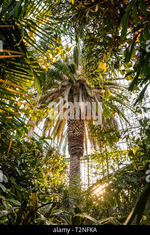 Low angle view of the tall palmier dans le palmarium, la serre palm dans le jardin des serres d'Auteuil, un jardin botanique à Paris, France. Banque D'Images