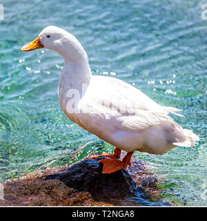 Canard blanc domestiqués blanc debout sur un rocher au bord de la mer. Le point de droit. Banque D'Images