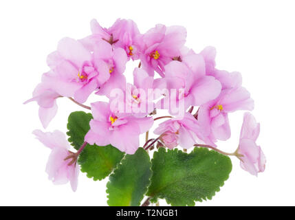 Pâques à l'intérieur rose printemps fleurs et feuilles de violette. Isolé sur un plan macro studio blanc Banque D'Images