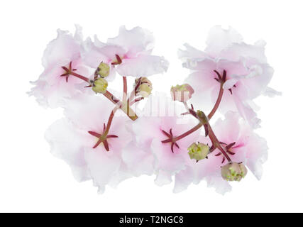 Printemps Pâques intérieure terry clair rose fleurs violettes arrière. Isolé sur un plan macro studio blanc Banque D'Images