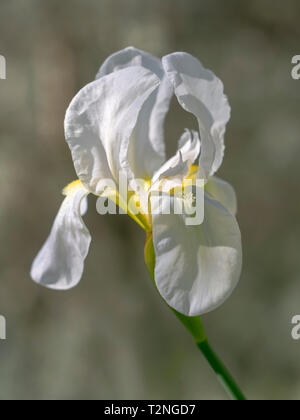 Beau blanc et jaune iris germanica fleur dans la nature, poussent à l'état sauvage. Réduire la profondeur de champ pour l'arrière-plan flou artistique Banque D'Images