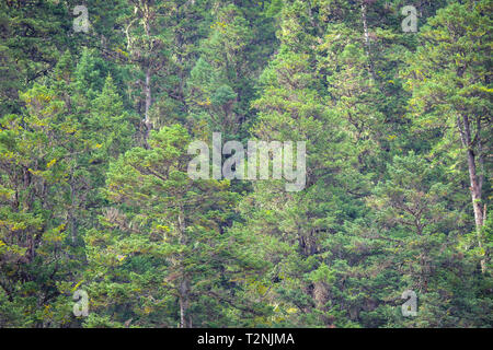 Nature fond de forêt de pins pendant la saison estivale . Banque D'Images