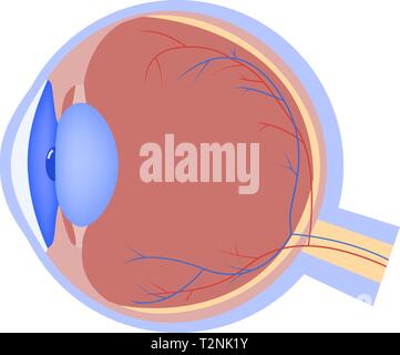 Eyeball vector icône plate, organe humain, de l'œil anatomie, vector illustration médicale Illustration de Vecteur