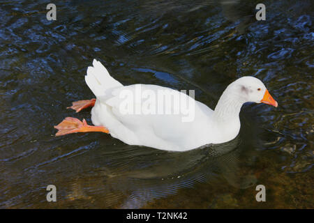 Les canards et les oies au Parc d''Agios Nikolaos Naoussa, Grèce Banque D'Images