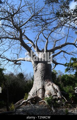 Baobab sur l'île privée de l'Azura Quilalea, archipel des Quirimbas, au Mozambique, l'Afrique Banque D'Images