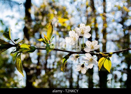 Les fleurs de cerisier, parc de Sceaux, France Banque D'Images