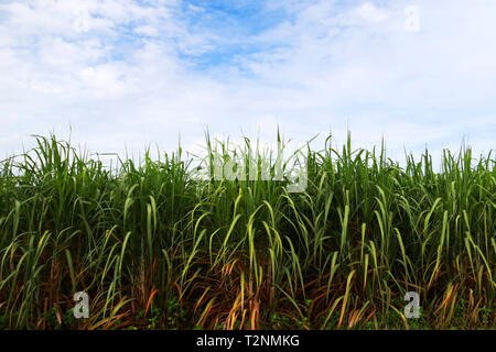 Champ de canne à sucre sur le fond de ciel bleu, de l'agriculture farm Banque D'Images