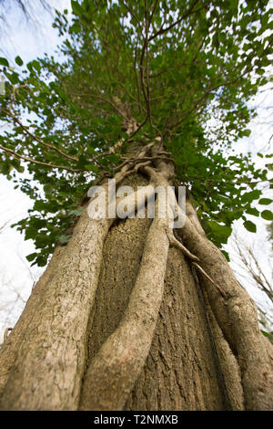 Une grande croissance de lierre, Hedera helix, qui a grandi le tronc d'un frêne, Fraxinus excelsior, dans les forêts. North West Lancashire Engl Banque D'Images