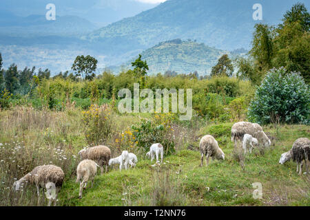 Des moutons paissant dans le champ ouvert avec paysage de collines au loin, Kinigi, Rwanda Banque D'Images