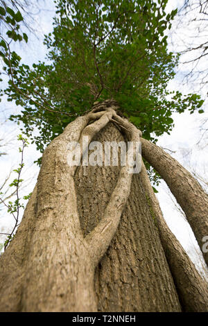 Une grande croissance de lierre, Hedera helix, qui a grandi le tronc d'un frêne, Fraxinus excelsior, dans les forêts. North West Lancashire Engl Banque D'Images