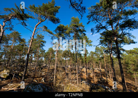 Forêt de Fontainebleau, au sud-est de Paris, France au printemps Banque D'Images
