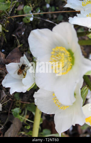 Close-up of bee pollinating Helleborus niger Banque D'Images