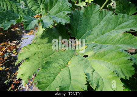 Close up du mammouth leaf Banque D'Images