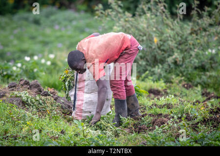 Les champs de pommes de terre sur les petites exploitations agricoles à proximité du Parc National des Volcans, au Rwanda Banque D'Images