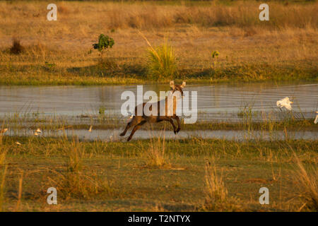 Cobe à croissant (Kobus ellipsiprymnus) fonctionnant par fleuve Zambèze, Mana Pools National Park, Zimbabwe Banque D'Images