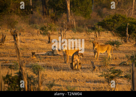 Troupe de lions (Panthera leo) dans Mana Pools National Park, Zimbabwe Banque D'Images