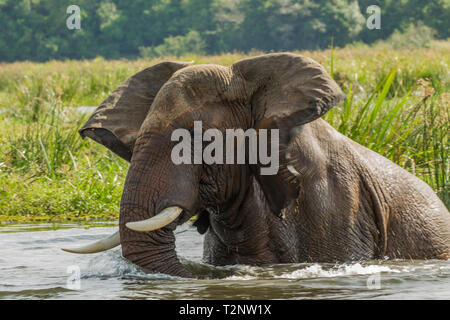 Elephant (Loxodonta africana) baignade en rivière, Murchison Falls National Park, de l'Ouganda Banque D'Images
