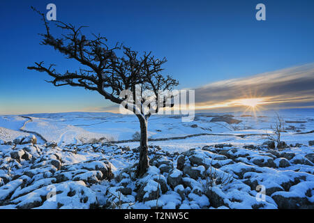 Le coucher du soleil, et un arbre isolé debout sur la neige couverts lapiez près du village de Conistone dans le Yorkshire Dales National Park, Royaume-Uni. Banque D'Images